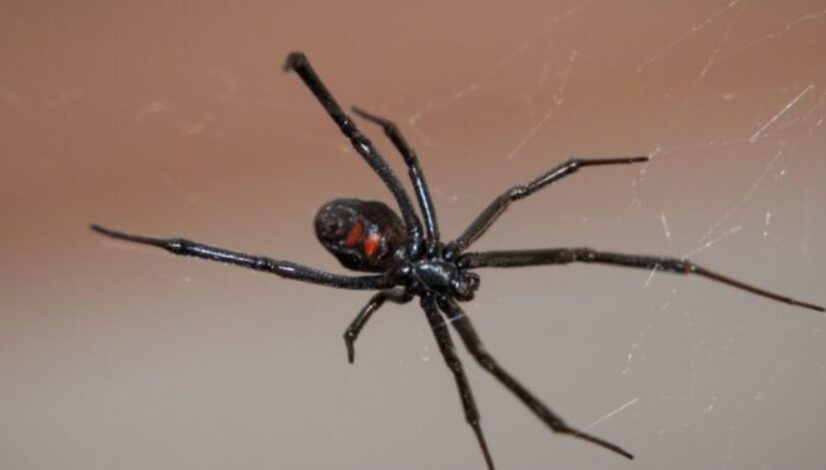 black-widow-spider-1200x440