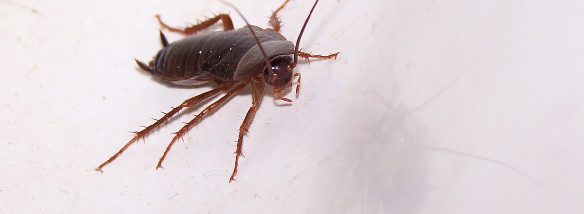 cockroach-2-1200x440