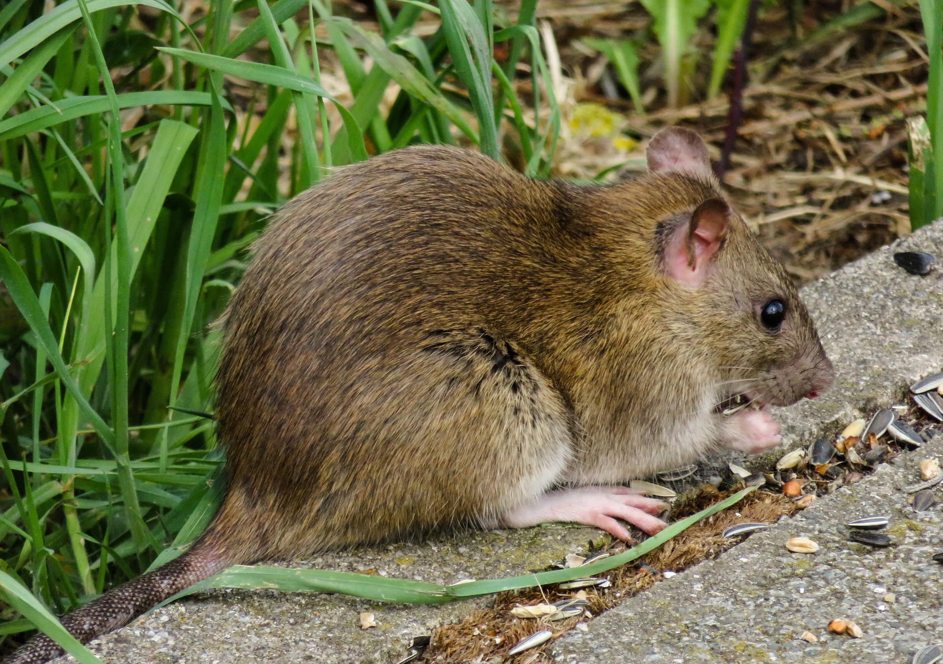 Beware of disease-carrying rats - Tactical Pest and Termite Solutions