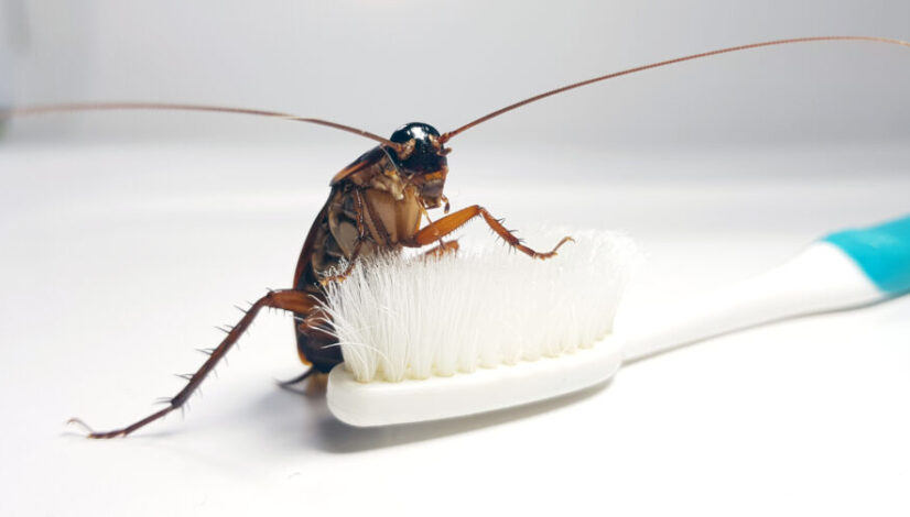 Cockroach on toothbrush and toothpaste isolated on white backgro