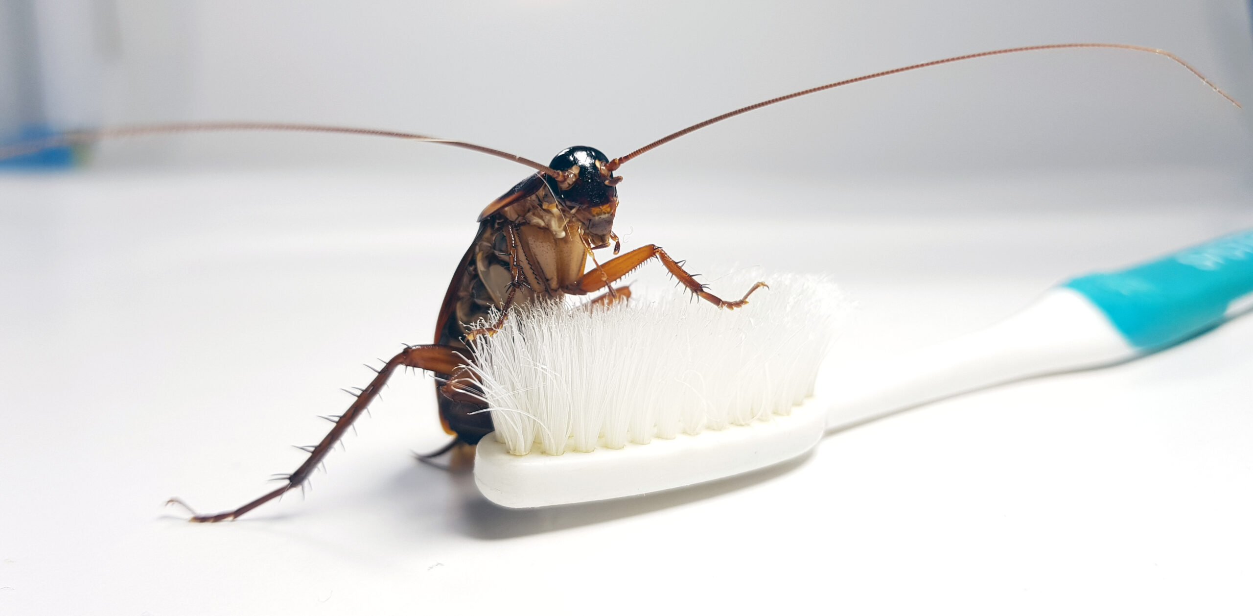 Cockroach on toothbrush and toothpaste isolated on white backgro