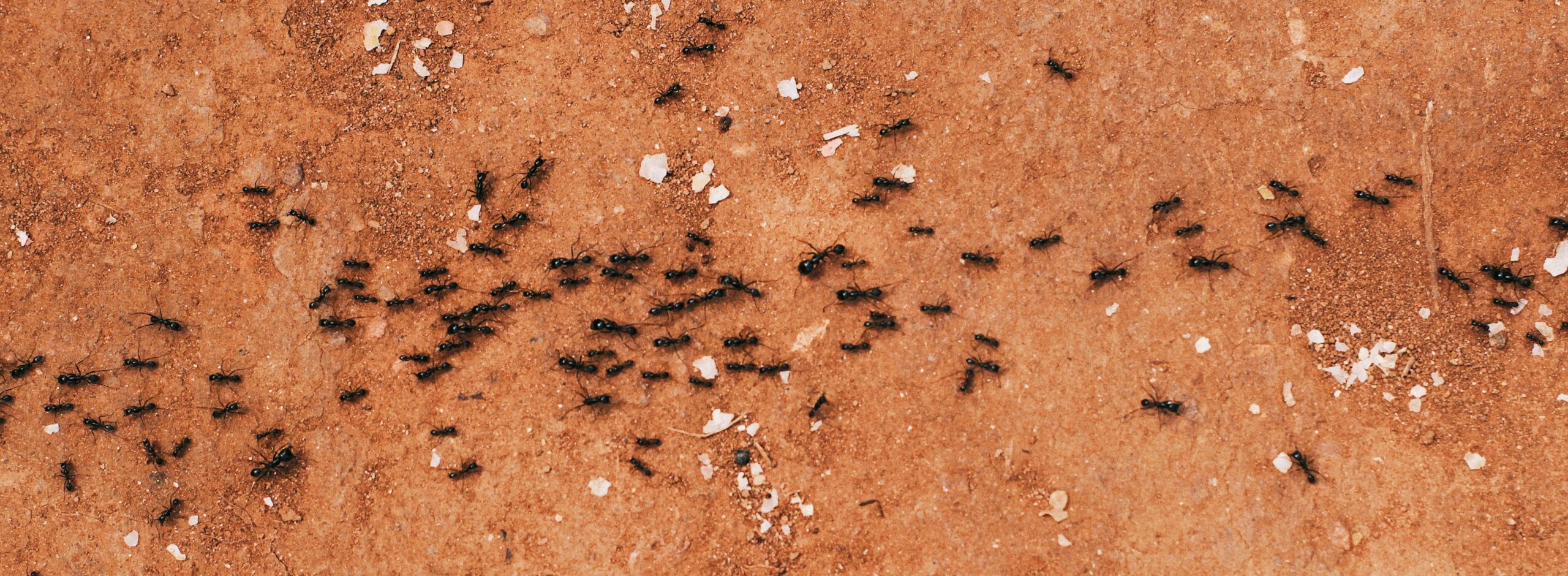 Termites are common fall pest