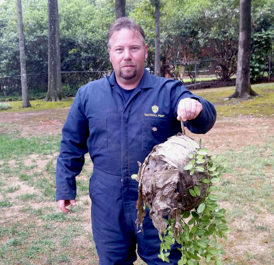 How to Get Rid of Wasps